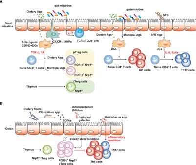 Regulation of T cell repertoires by commensal microbiota